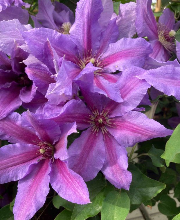 Clematis Tumaini