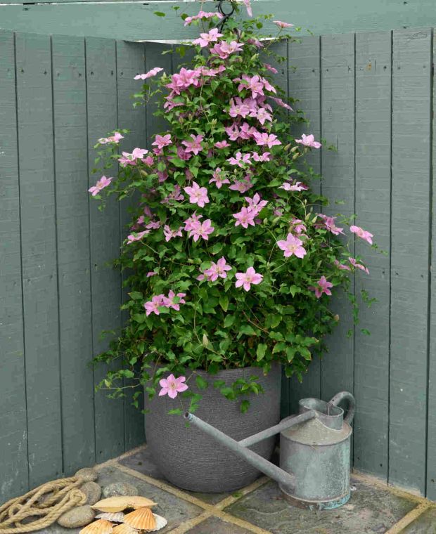 Must-Have Clematis Collection