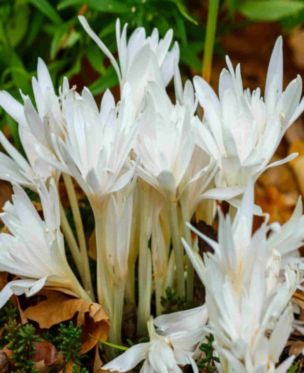 Colchicum autumnale 'Alboplenum'