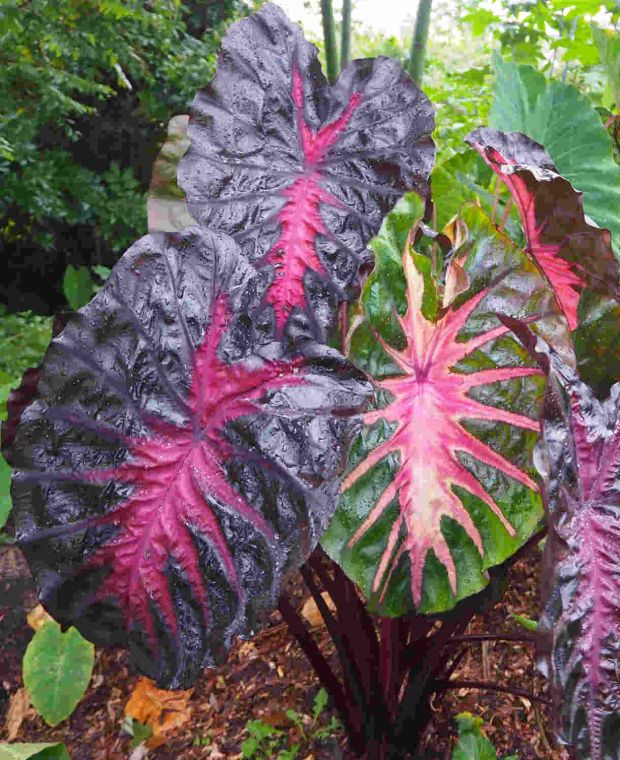 Colocasia Redemption