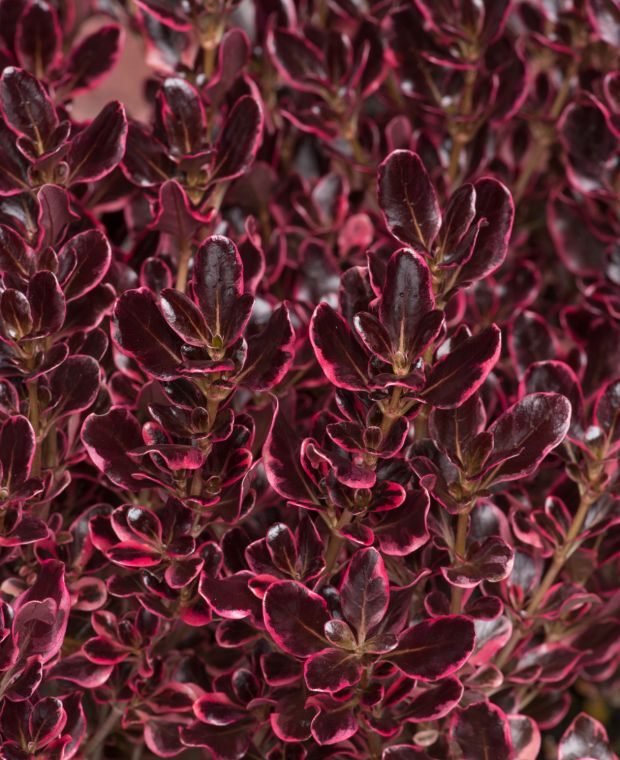 Coprosma Eclipse