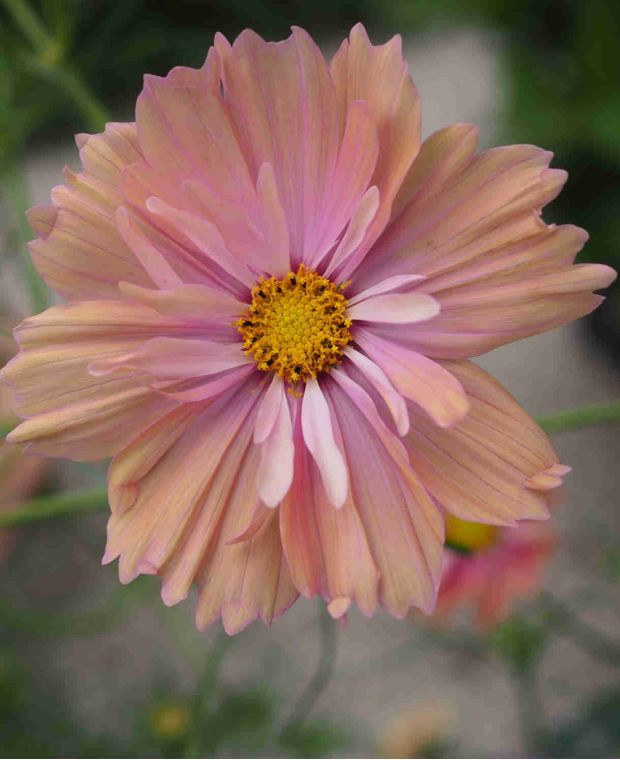 Cosmos Apricotta 