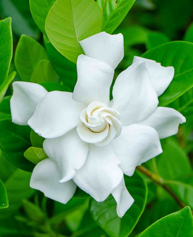 Gardenia jasminoides Crown Jewel