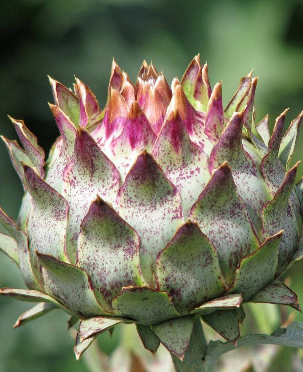 Cynara cardunculus