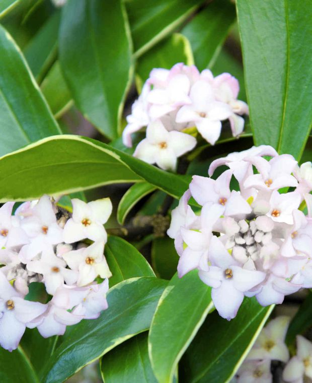 Daphne odora Aureomarginata