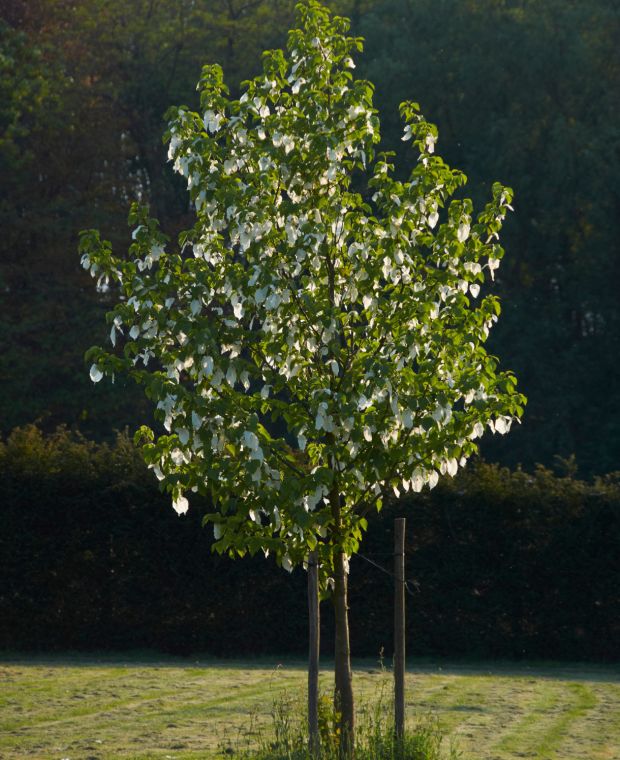 Davidia involucrata