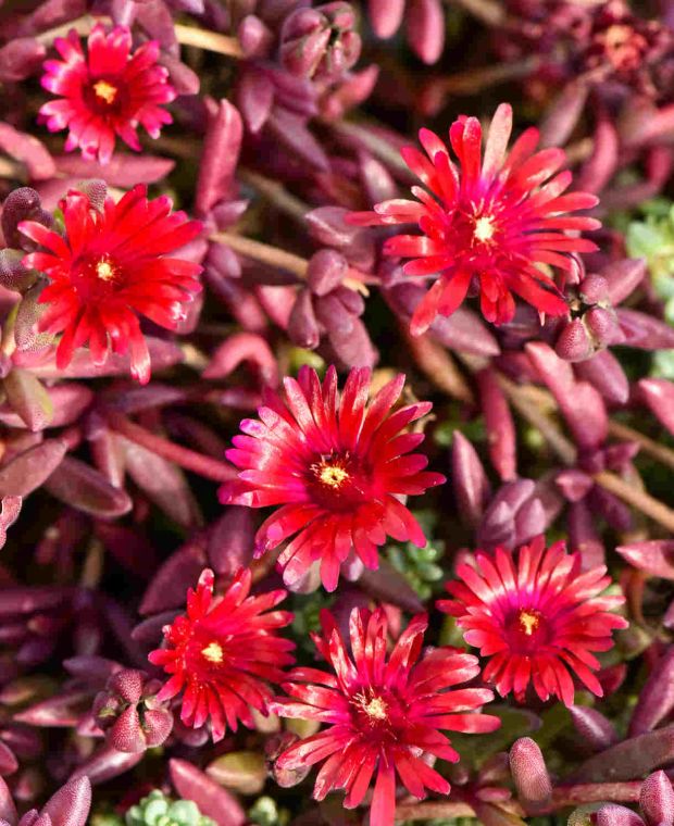 Delosperma Desert Dancer Red