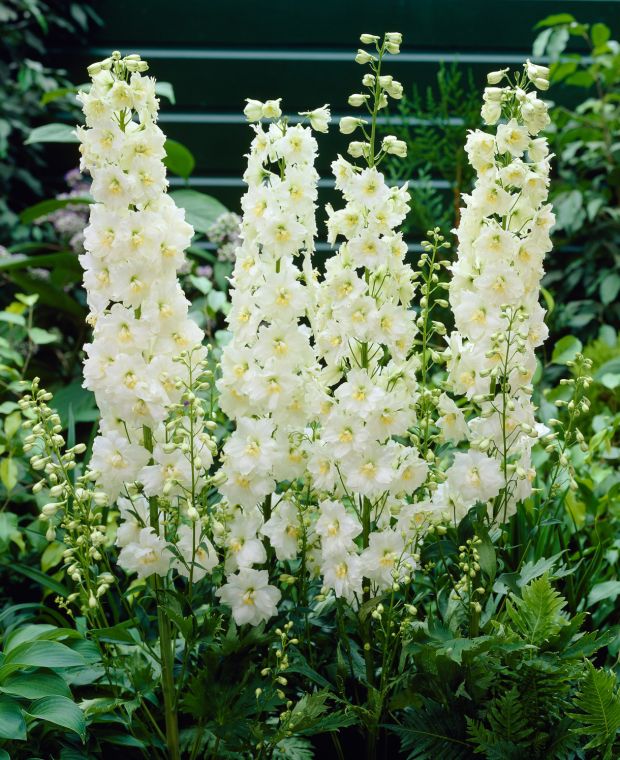 Delphinium elatum 'Celebration'