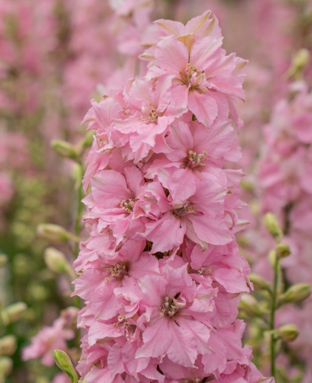 Delphinium Delgenius Juliette