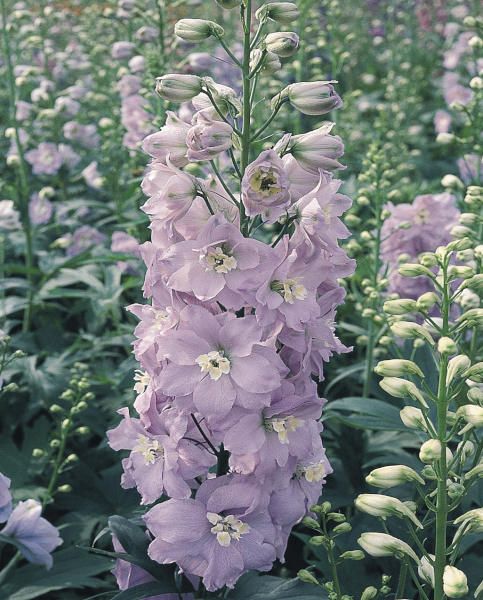 Delphinium Pacific Guinevere