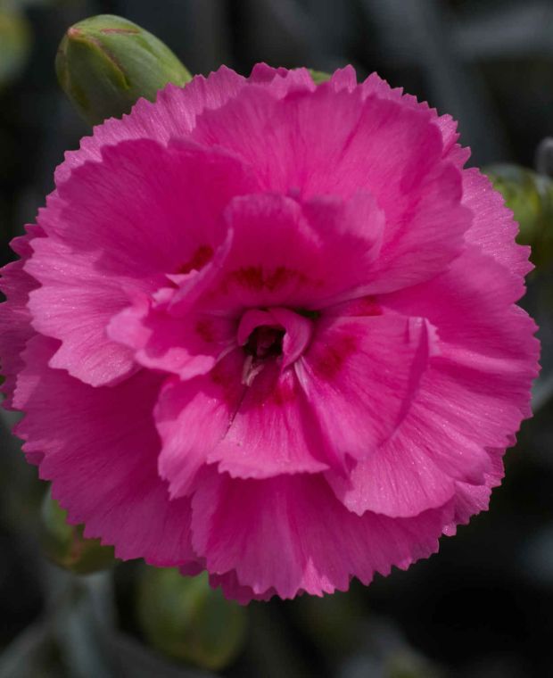 Dianthus Tickled Pink