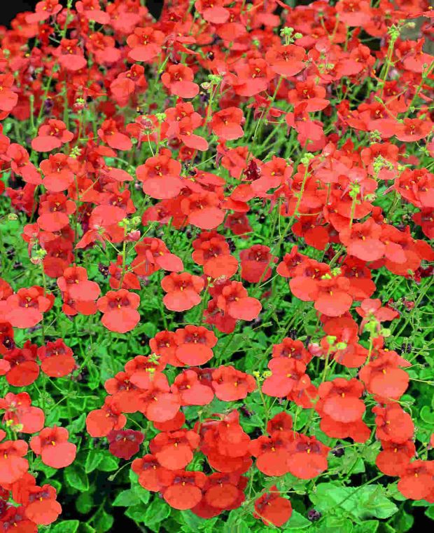 Diascia Little Tango