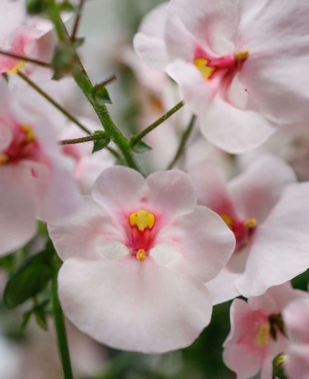 Diascia barberae Flying Colors Appleblossom