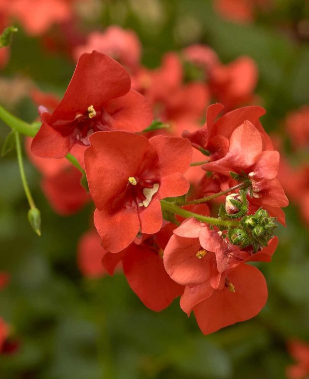 Diascia barberae Flying Colors Orange