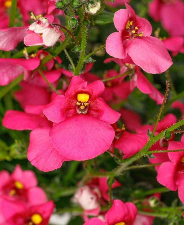 Diascia barberae Flying Colors Antique Rose