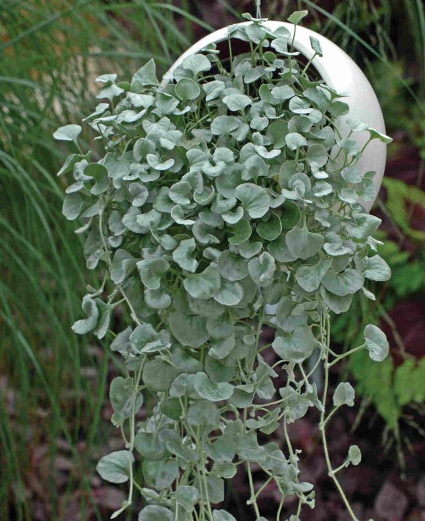 Dichondra argentea Silver Falls