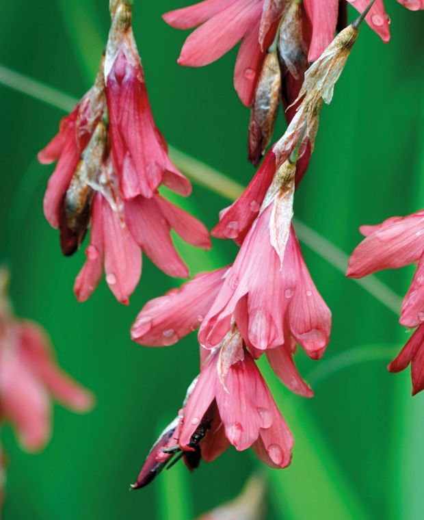 Dierama Igneum