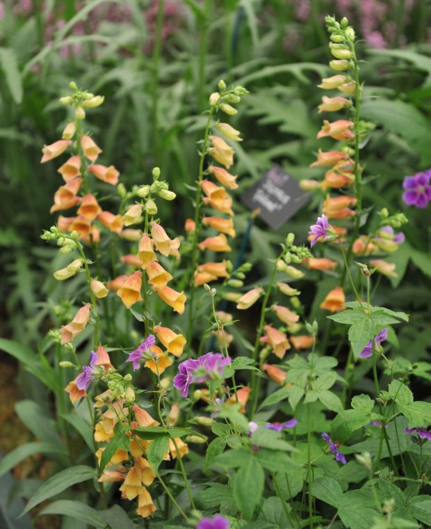 Digitalis Goldcrest