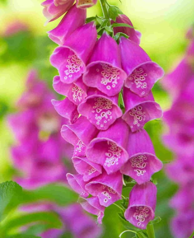 Digitalis purpurea