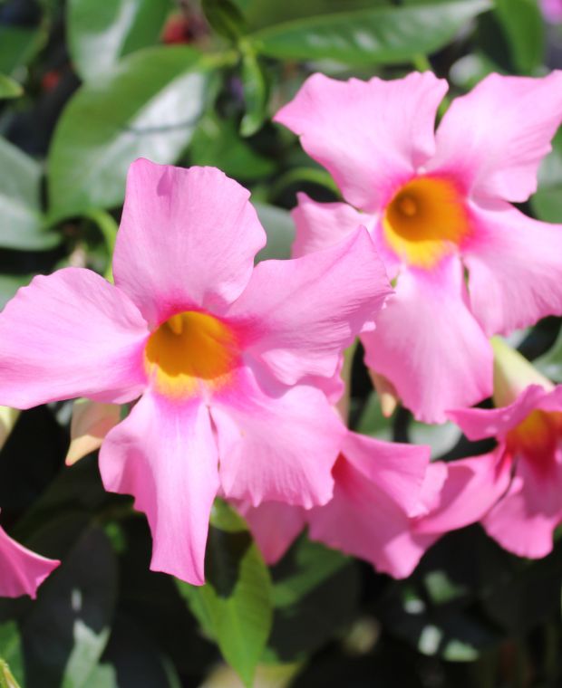 Dipladenia Pink