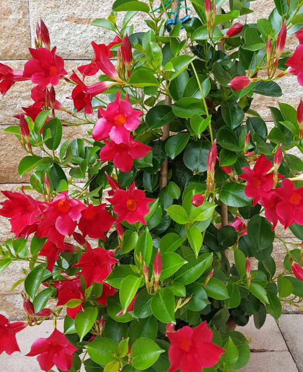 Dipladenia Red