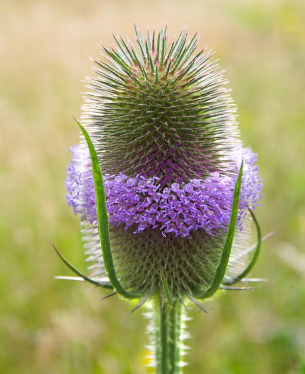 Dipsacus fullonum