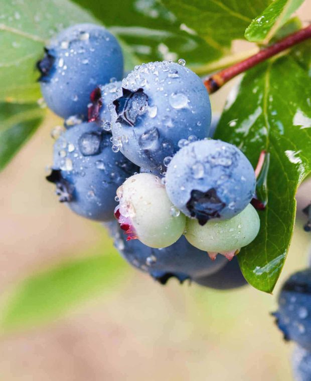 Tasty Blueberry Collection