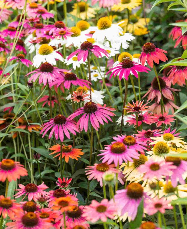 Echinacea Breeder's Mix