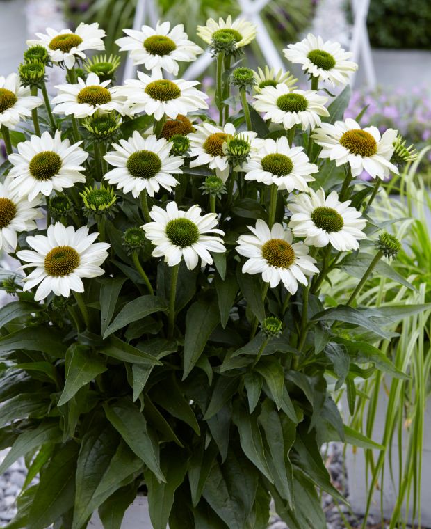 Echinacea Sunseekers White