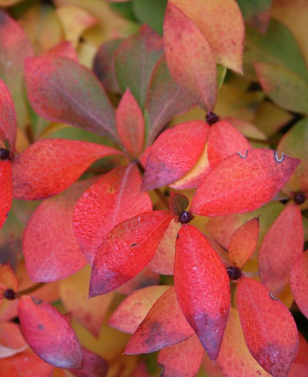 Enkianthus Campanulatus