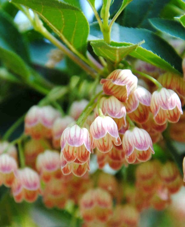 Enkianthus campanulatus Prettycoat