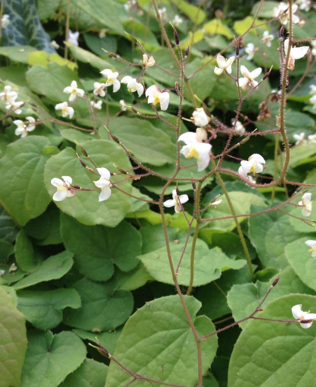 Epimedium pubigerum