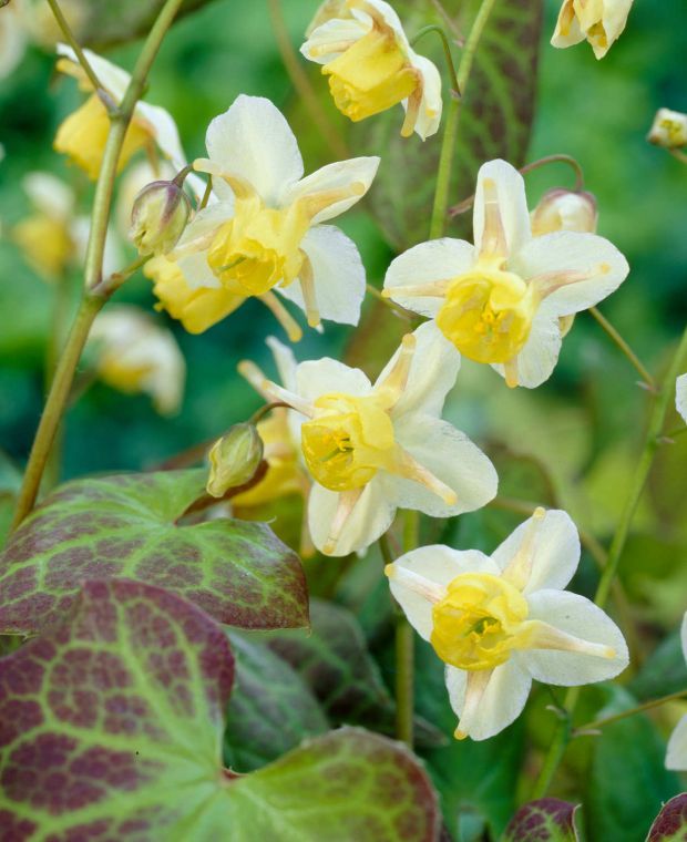 Epimedium x versicolor Sulphureum