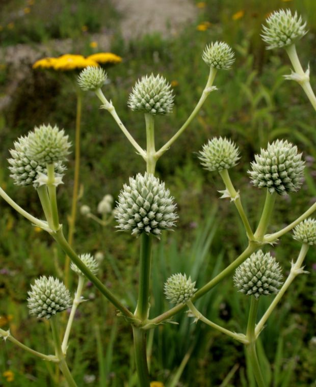 Eryngium agavifolium