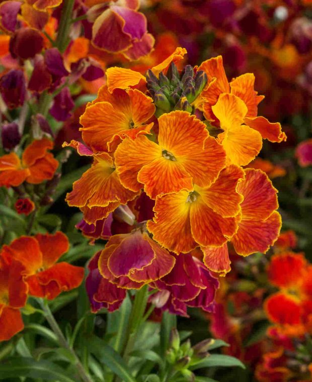 Erysimum Erysistible Fire