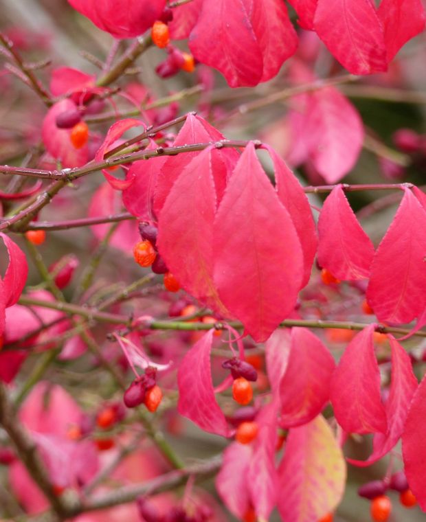 Euonymus alatus Compactus