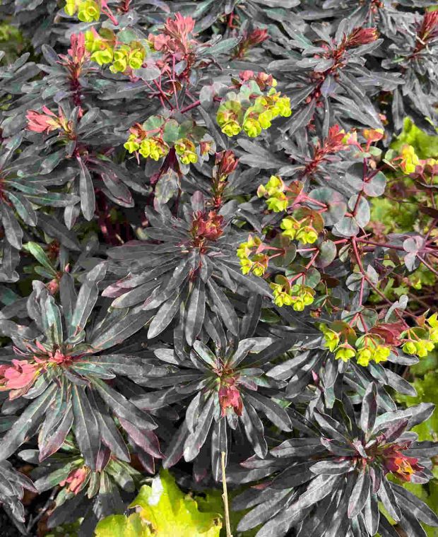 Euphorbia amygdaloides Purpurea