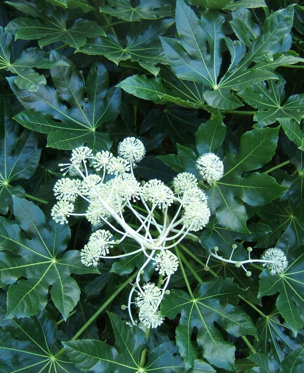 Fatsia japonica