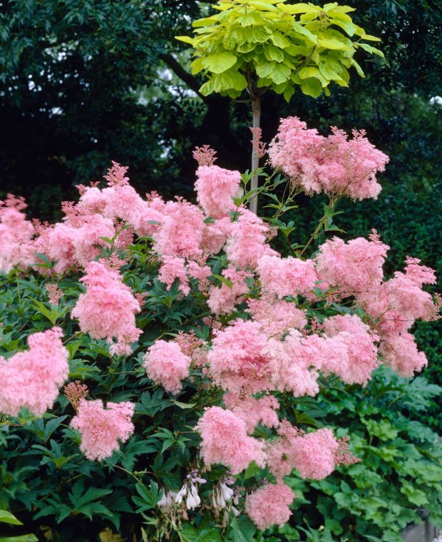 Filipendula rubra Venusta