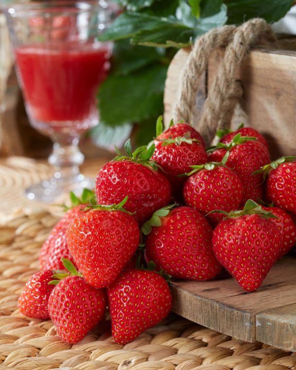 Fragaria x ananassa Honeoye