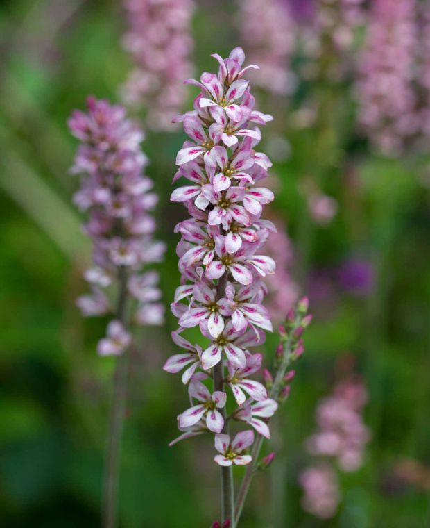 Francoa sonchifolia