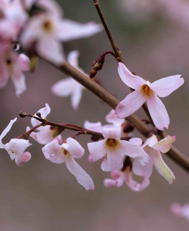 Abeliophyllum distichum Roseum