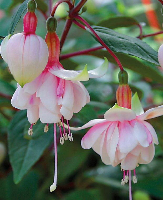 Fuchsia Pink Marshmallow