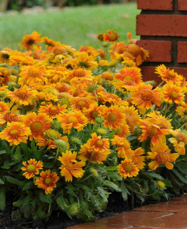 Gaillardia Mesa Peach