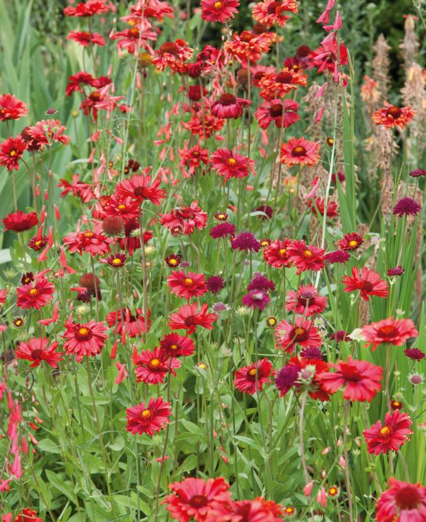 Gaillardia aristata Burgunder