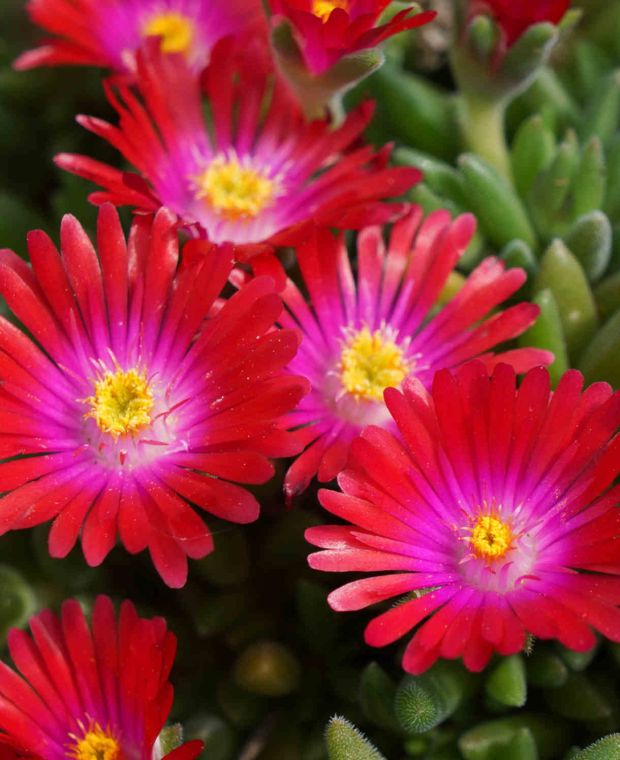 Delosperma Jewel of the Desert Garnet