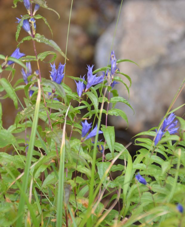 Gentiana asclepiadea