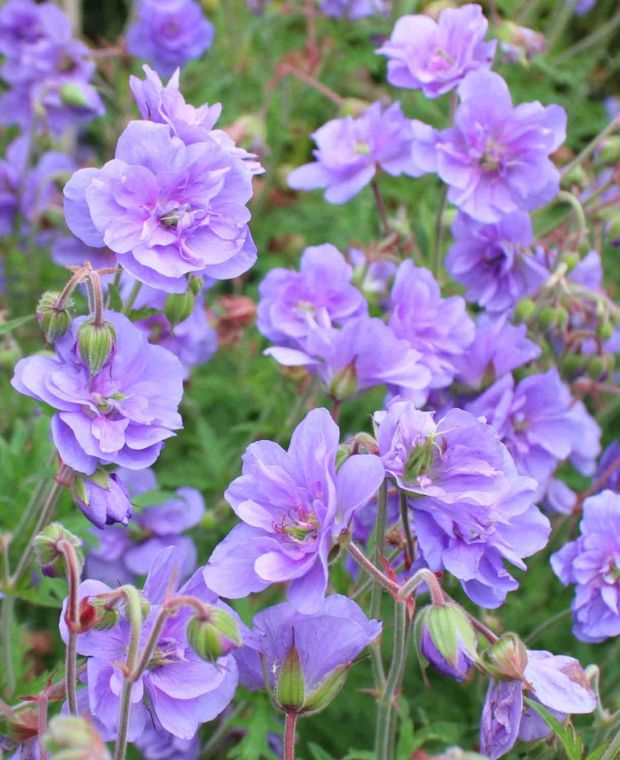 Geranium Azure Skies