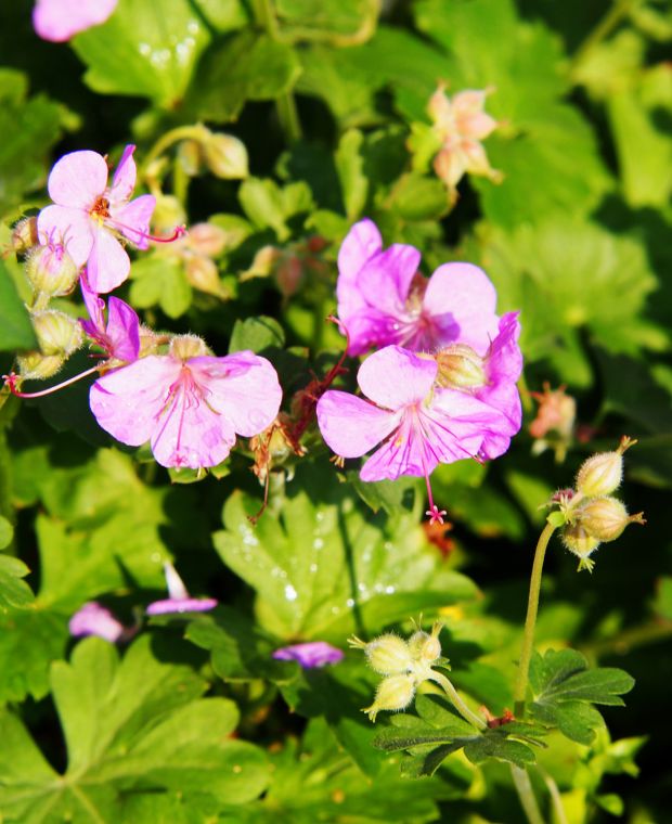 Geranium x cantabrigiense Cambridge