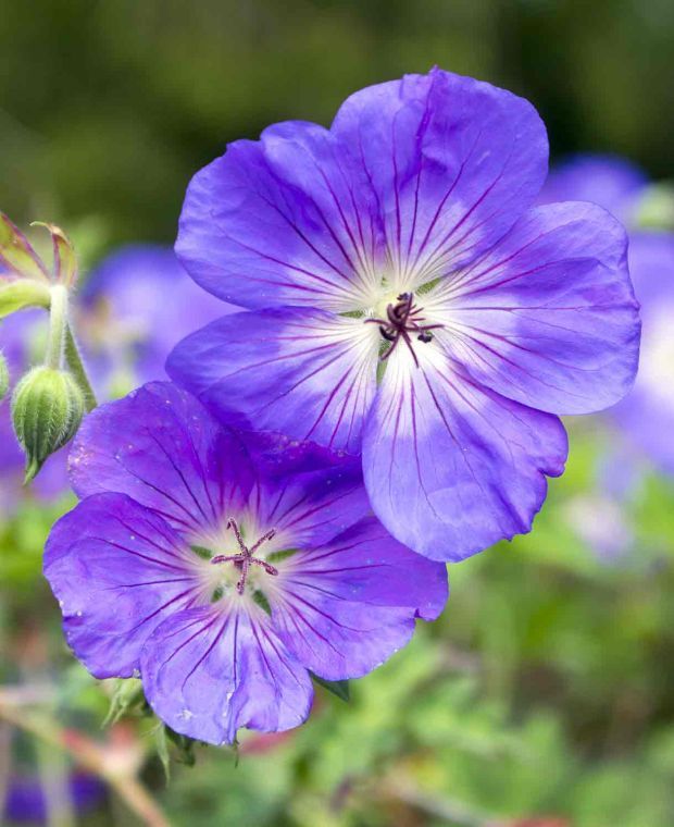 Geranium Rozanne